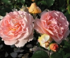 Роза Sangerhauser Jubilaumrouse (С. Юбиляумроуз)
