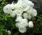 Роза Morsdag White (Морсдаг Уайт) Роза Morsdag White (Морсдаг Уайт)