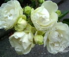 Роза Morsdag White (Морсдаг Уайт)