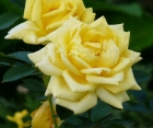 Роза Berolina (Беролина)