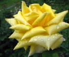 Роза Berolina (Беролина)