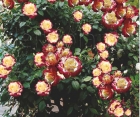 Роза Double Delight (Дабл Делайт) Роза Double Delight (Дабл Делайт)