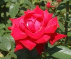 Роза Grande Amore (Гранд Аморе)