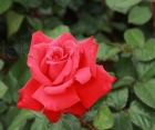 Роза Grande Amore (Гранд Аморе)