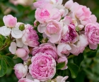 Роза Jasmina (Жасмина) Роза Jasmina (Жасмина)