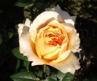 Роза Casanova (Казанова)