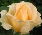 Роза Casanova (Казанова)