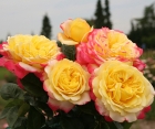 Роза Sangerhauser Jubilaumrouse (С. Юбиляумроуз)