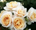 Роза Lions Rose (Лайонс Роуз) Роза Lions Rose (Лайонс Роуз)