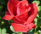 Роза Litke (Литке)
