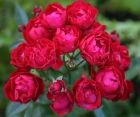 Роза Morsdag Red (Морсдаг Ред) Роза Morsdag Red (Морсдаг Ред)