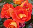 Роза Orange Sensation (Оранж Сенсейшн)