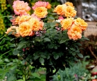 Роза Orange Sensation (Оранж Сенсейшн)