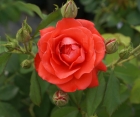 Роза Orange Sensation (Оранж Сенсейшн)