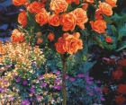 Роза Orange Sensation (Оранж Сенсейшн) Роза Orange Sensation (Оранж Сенсейшн)