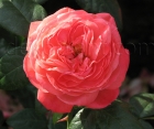Роза Queen of Hearts (Куин оф Хертс)