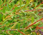 Лиственный кустарник Salix purpurеа (Ива пурпурная) Лиственный кустарник Salix purpurеа (Ива пурпурная)