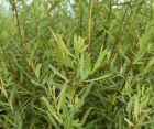 Лиственный кустарник Salix purpurеа (Ива пурпурная)