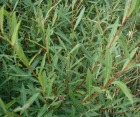 Декоративний листяний кущ Salix purpurеа (Верба пурпурова)