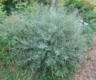 Декоративний листяний кущ Salix purpurеа (Верба пурпурова)