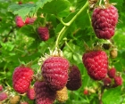 Малина Моллинг Промис Малина Моллинг Промис