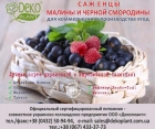 Сертифицированые саженцы малины и черной смородины для профессионального производства. Сертифицированые саженцы малины и черной смородины для профессионального производства.