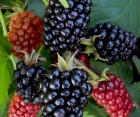Ежевика Лохнес