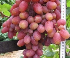 Виноград Кишмыш Таировский