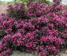 Квітучий кущ Weigela Purpurea (Вейгела Пурпуреа) 