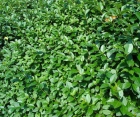 Декоративний листяний кущ Ligustrum Vulgaris (Бірючина Звичайна) 