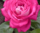 Троянда Acapella (Акапелла) 