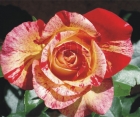 Троянда Camille Pissarro (Каміль Піссаро) 