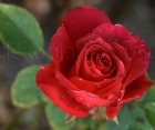 Троянда Dame de Coeur (Дам де Кьор) 