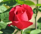 Троянда Dame de Coeur (Дам де Кьор) 