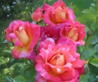 Роза Harlekin (Арлекин)