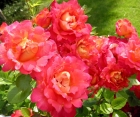 Роза Harlekin (Арлекин)