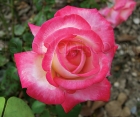 Троянда Rose Gaujard (Роуз Гуаярд)