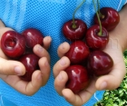 Черешня Крупноплодная