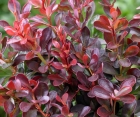 Лиственный кустарник Berberis Thunbergii (Барбарис Тунберга)