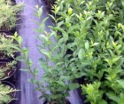 Лиственный кустарник Ligustrum Vulgaris (Бирючина Обычная)