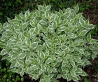 Лиственный кустарник Cornus Alba (Дерен Белый)