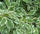 Лиственный кустарник Cornus Alba (Дерен Белый)
