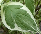 Лиственный кустарник Cornus Alba (Дерен Белый)