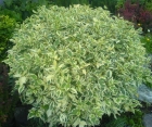 Лиственный кустарник Cornus Alba (Дерен Белый)