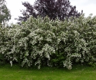 Цветущий кустарник Deutzia Scabra (Дейция Шероховатая)