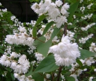 Цветущий кустарник Deutzia Scabra (Дейция Шероховатая)