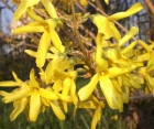 Цветущий кустарник Forsythia Intermedia (Форзиция Среднерослая)