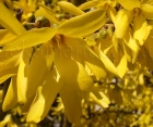 Цветущий кустарник Forsythia Intermedia (Форзиция Среднерослая)