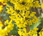 Цветущий кустарник Forsythia Intermedia (Форзиция Среднерослая)