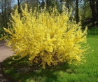 Цветущий кустарник Forsythia Intermedia (Форзиция Среднерослая)